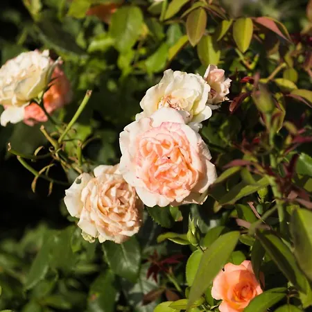 Appartement Makris House Agia Efimia